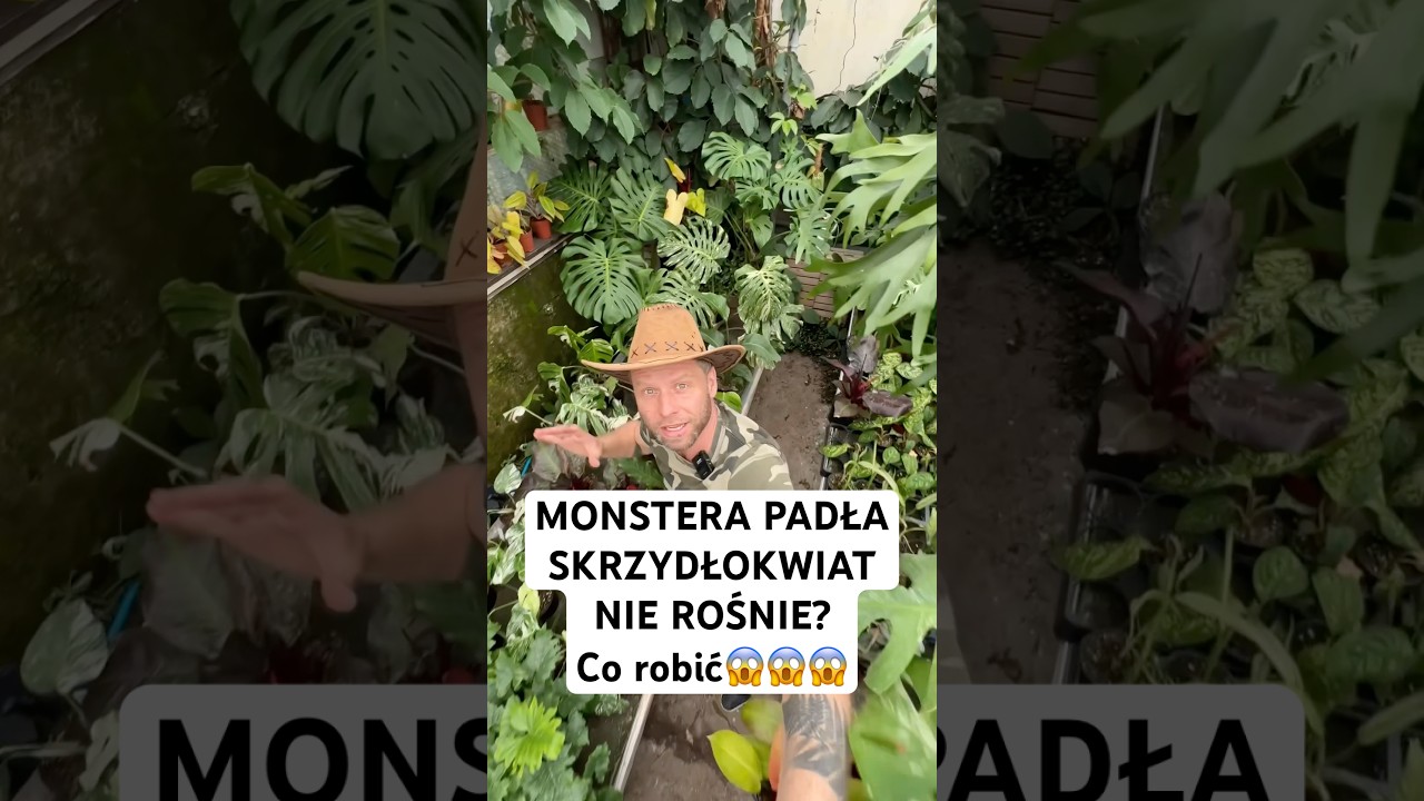 Jak uprawiać monsterę  i skrzydłokwiata. Mega mixtura do tych roślin🔥