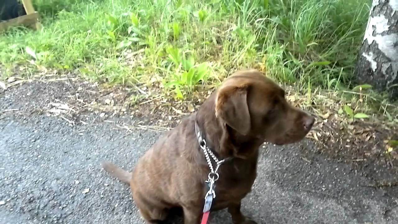 Labradorinnoutaja Hugo & Ulvonta/Haukkuminen