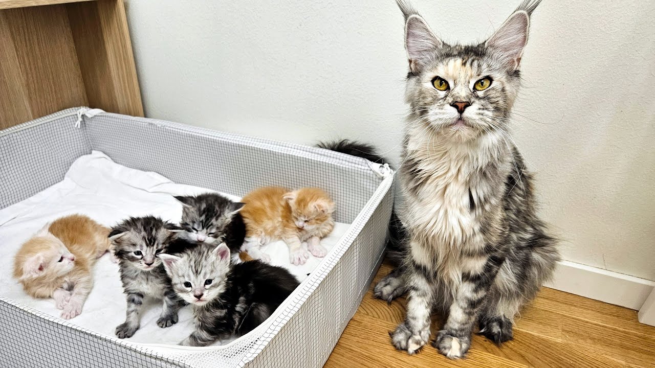 The Talking Maine Coon Cat Mother - Freya