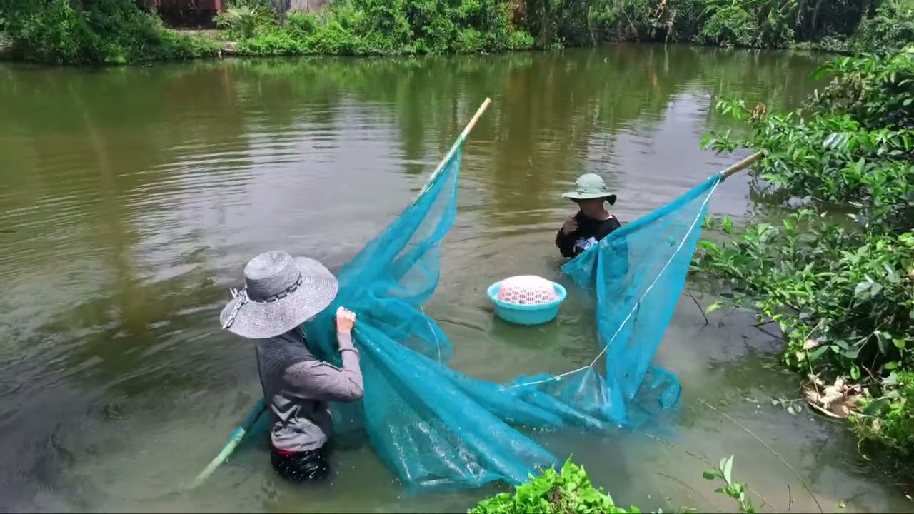 Lưới Cá Siêu To Khổng Lồ | Út Giá Vlog