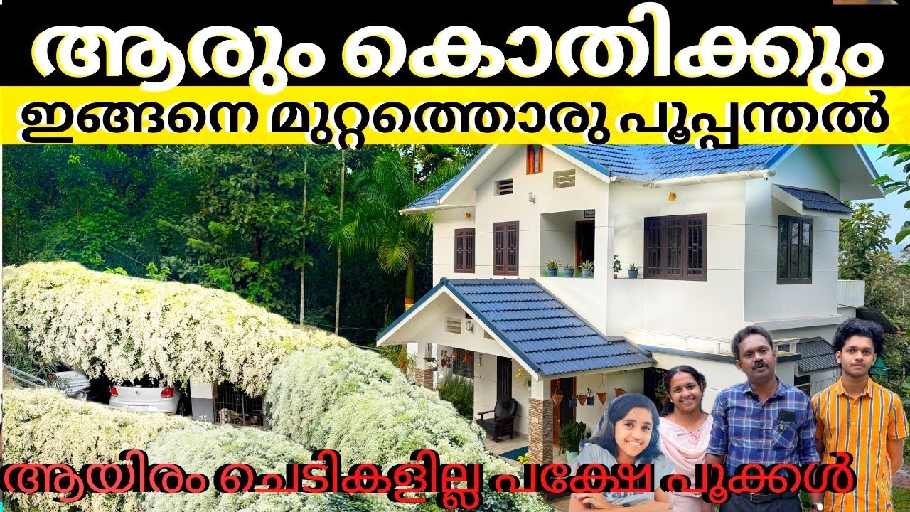 മുറ്റത്തും മട്ടുപ്പാവിലും പന്തലിലും മനംമയക്കും മണിമുല്ല എവിടെയും എങ്ങനെയും വളർത്താം ഈ സുര സുന്ദരിയെ