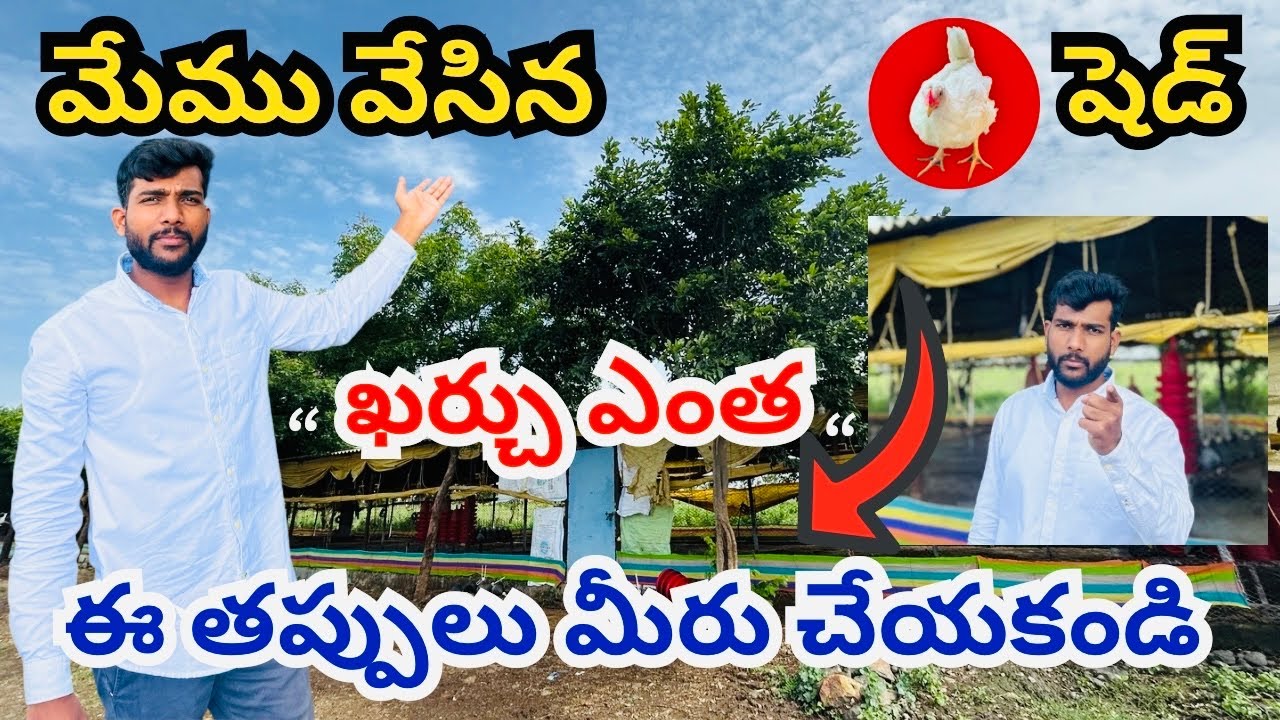 మేము నిర్మించిన  పౌల్ట్రీ షెడ్ | The poultry shed we built | Mr Chinna farms | poultry