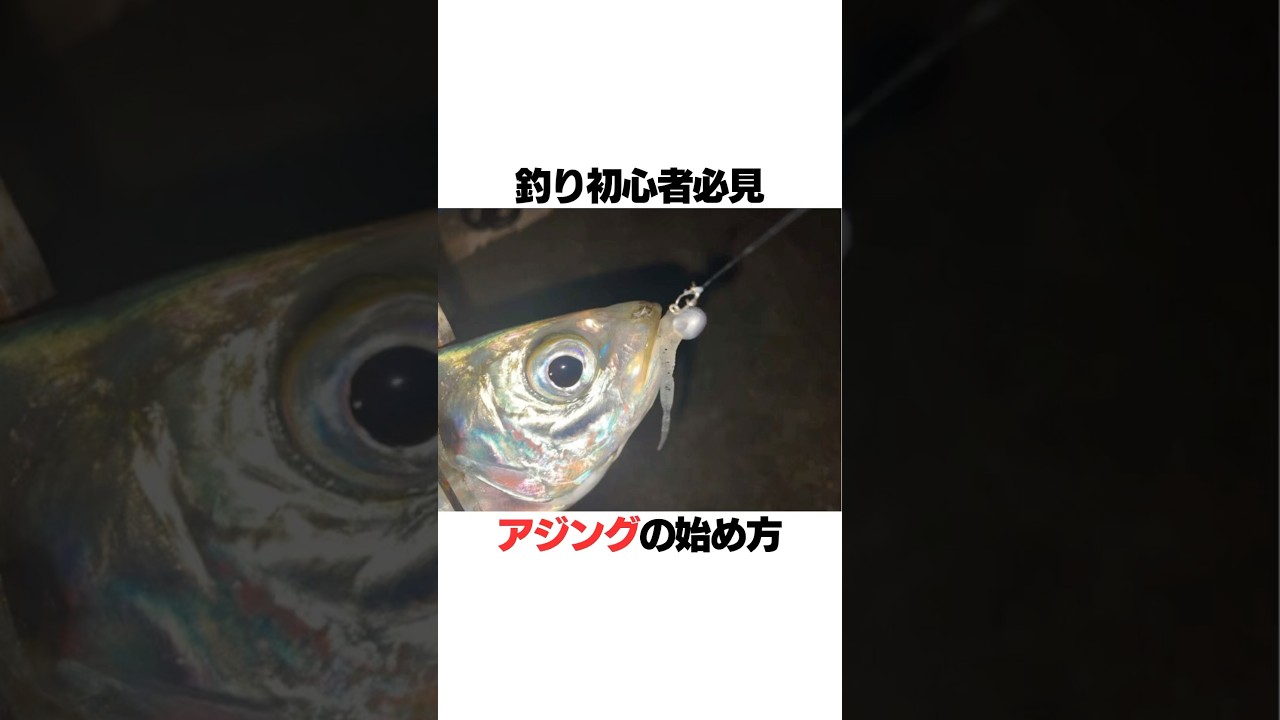 釣り初心者必見！アジングの始め方‼️#釣り#海釣り#魚釣り#釣り初心者#釣り人#釣魚#釣具#ルアーフィッシング#ルアー釣り#釣り好き#釣りスタグラム#アジング#アジ VOICEVOX:青山龍星