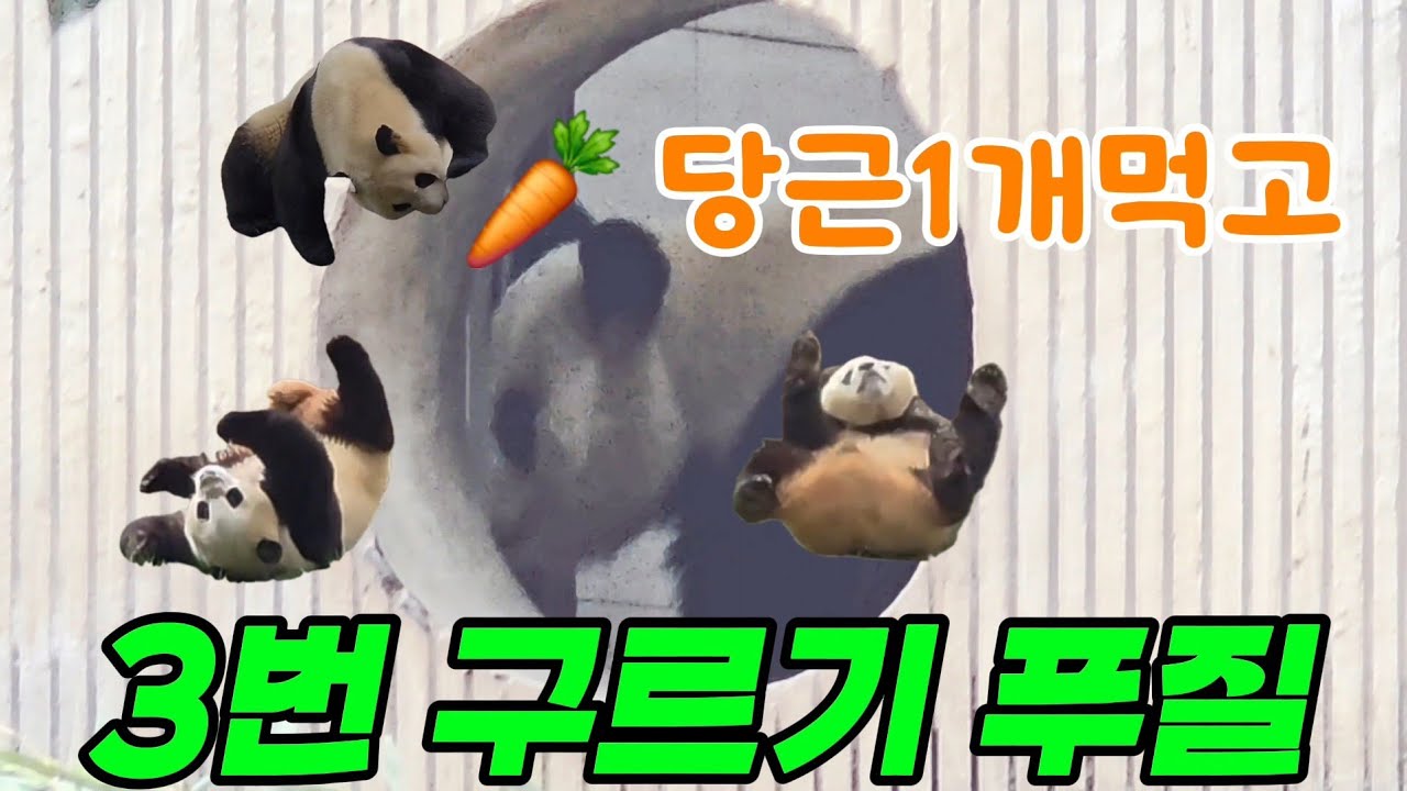 26.3.6 오후1 푸바오실시간 내실서 당근만 먹진 않았겠지만..세번이나 구르고 물마시고🫤 #푸바오 #푸바오실시간 #푸바오근황