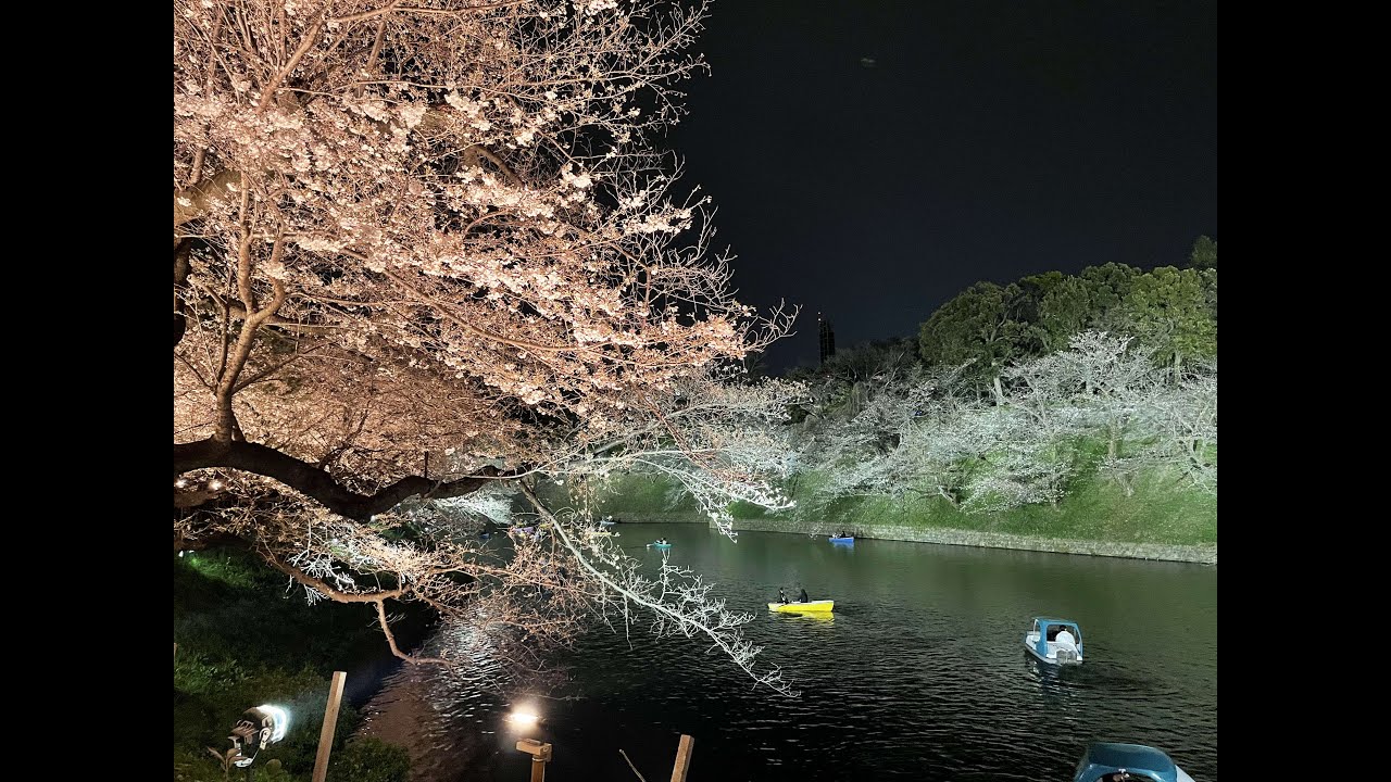 Japan 2024 - Chidorigafuchi Moat Sakura Walk