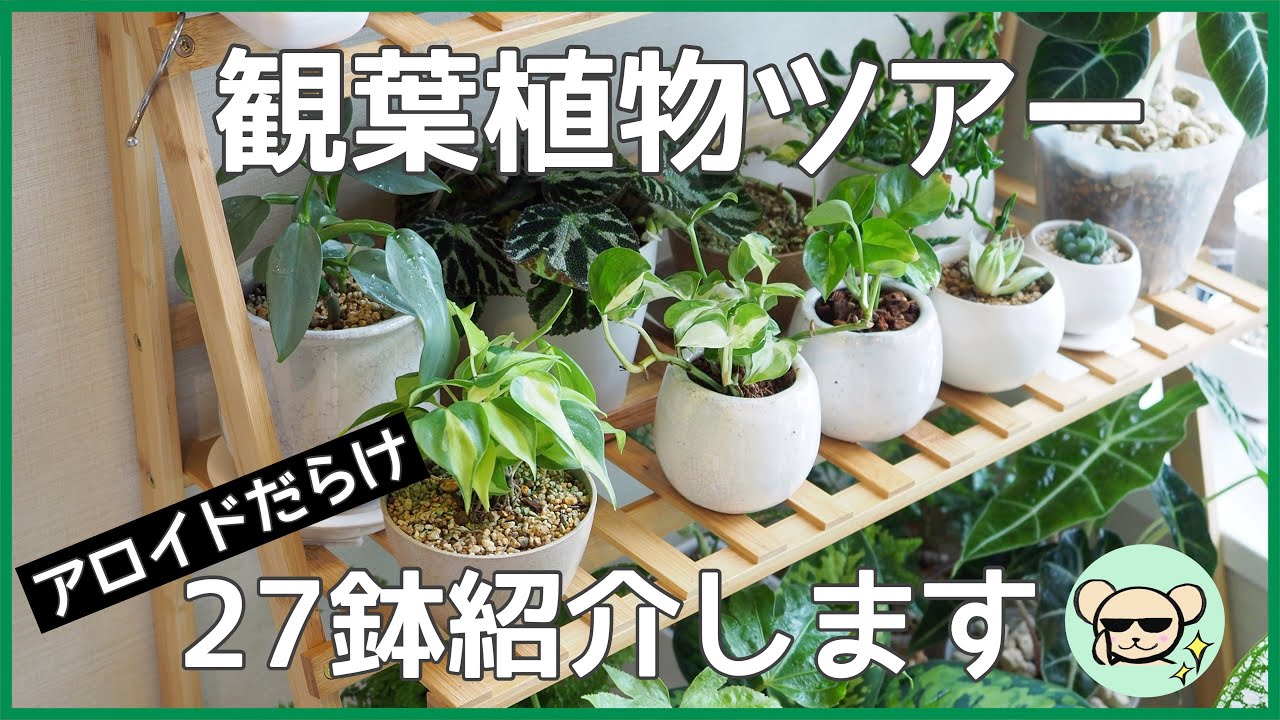 観葉植物ツアー【サトイモ科・アロイドだらけ】【UNHO フラワースタンド】
