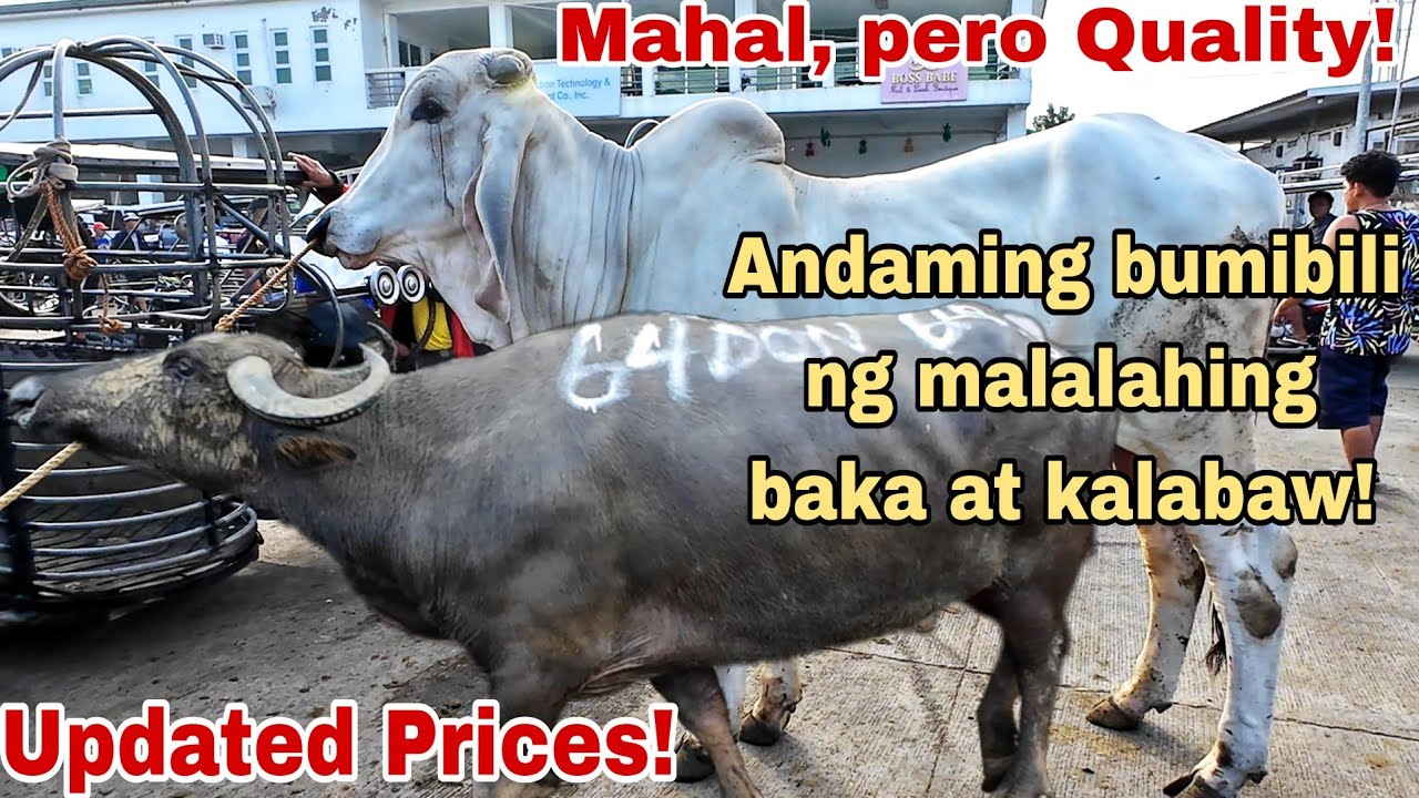 January 12, 2024 Update sa Presyo ng Baka at Kalabaw sa Cattle Trading Capital of the Philippines