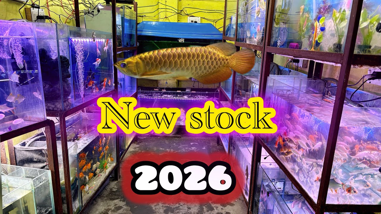2026 Rihan Aquarium Latest Exotic Monster Fish Stock Available Cheapest Price 