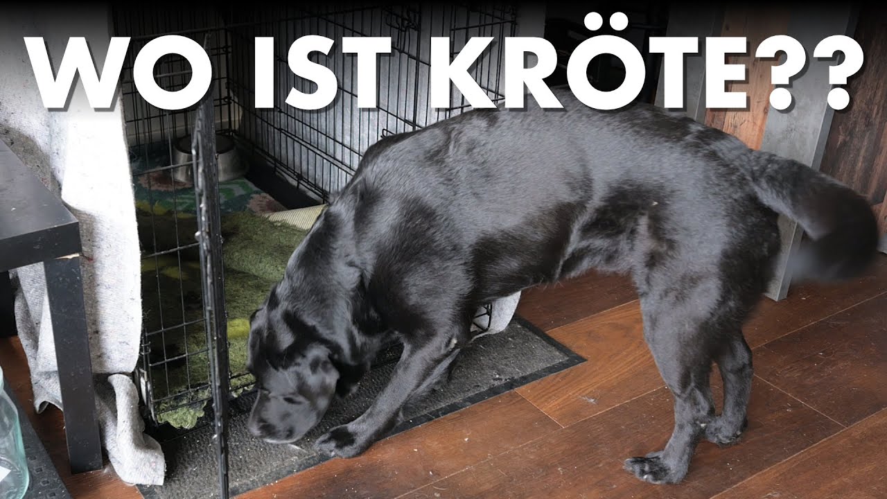 Cedric der Labrador - 262 | Wo ist Kröte??