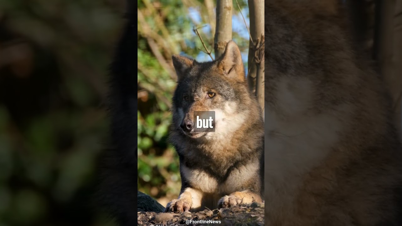 Surviving an Attack by the Most Feared Predators Animal