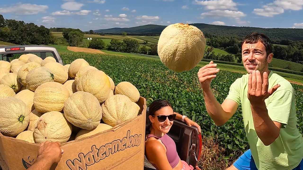 Harvesting 100’s Of Melons