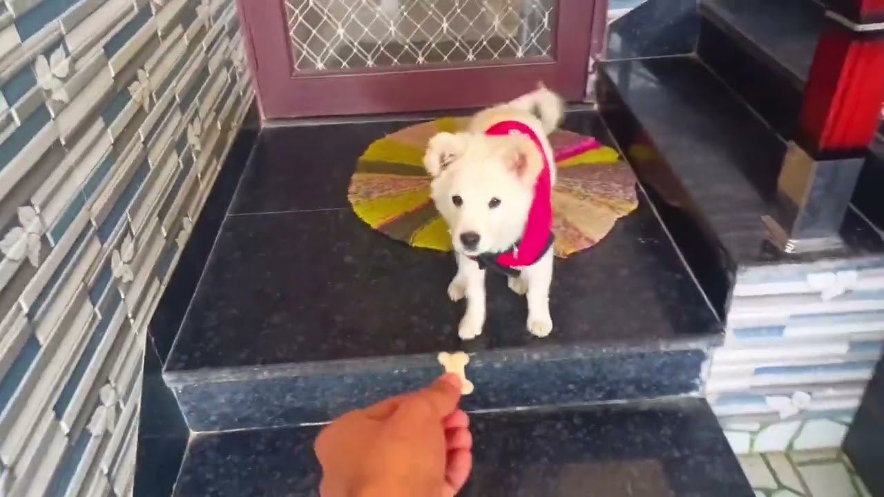 ❤️🐶✨ ll Bittu ll #vlog 