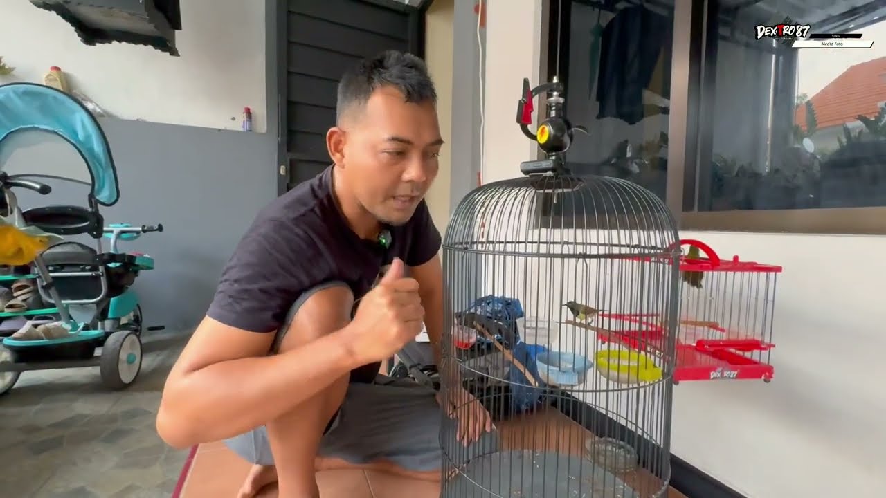 SOGON GACOR bagaimana kita menstabilkan berahinya?ini cara saya,dan alhamdulilah stabil.