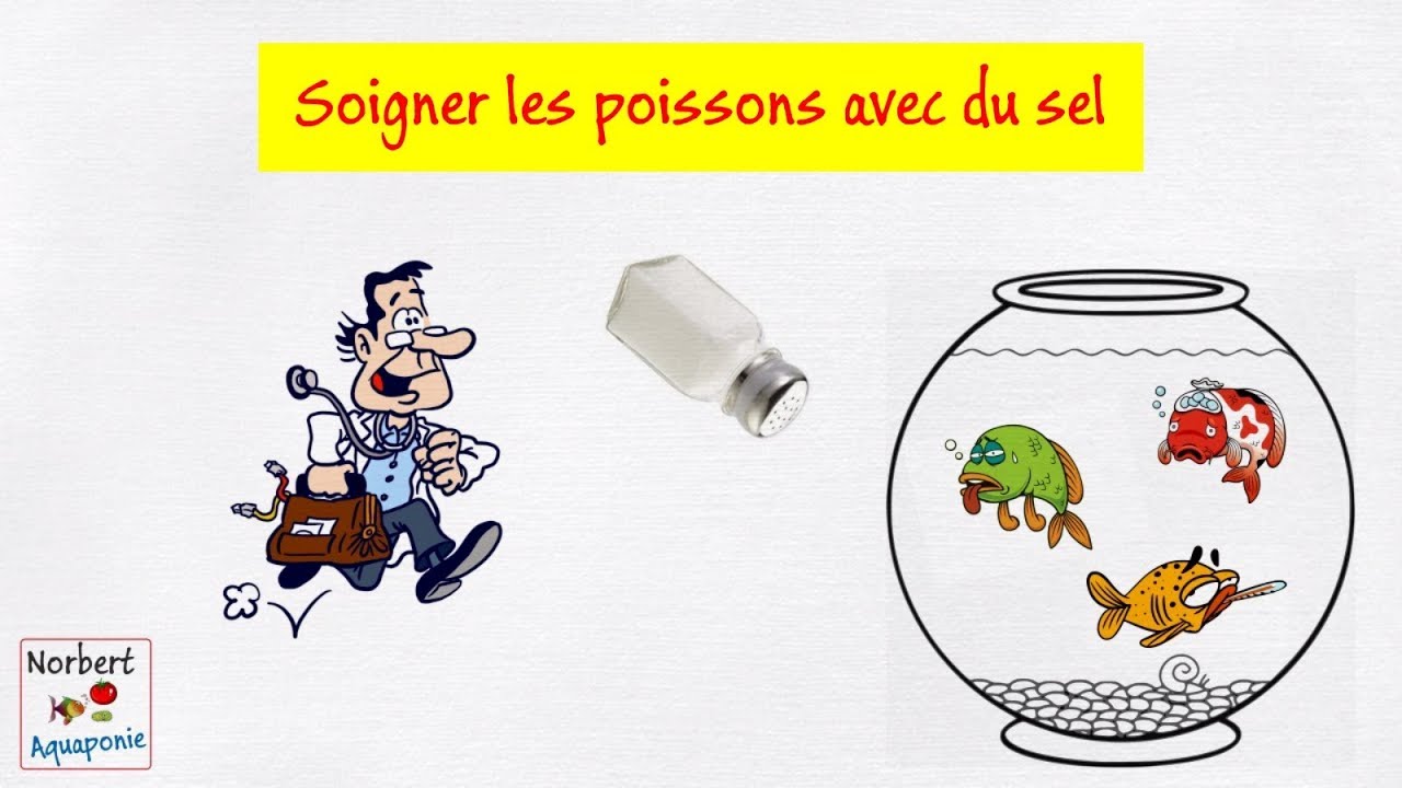 🐟 Soigner les poissons avec du sel