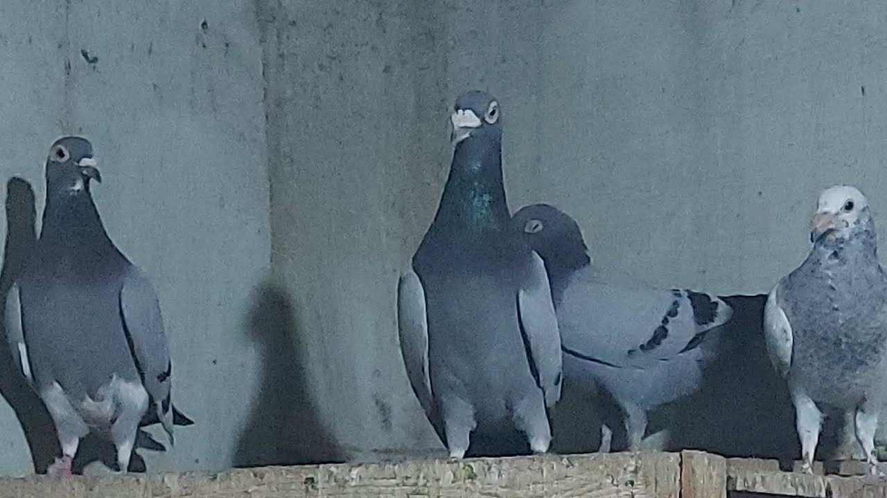 When training clicks and the birds eat happily #TrapTraining #HealthyPigeons#Racing Pigeons #birds 