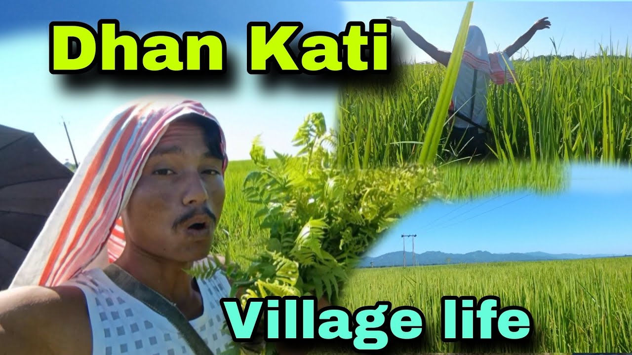 Dhan kati village life