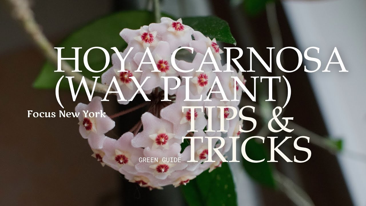 Hoya Carnosa (Wax Plant) Indoor Care Guide | Proven Tips for Blooming & Growth
