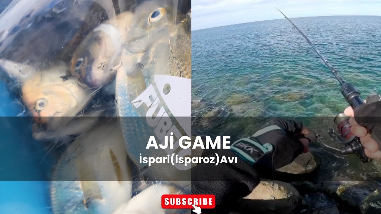 Kuyruk Sallayan Her Şeye Atlıyor! Aji ile İsparoz Avı