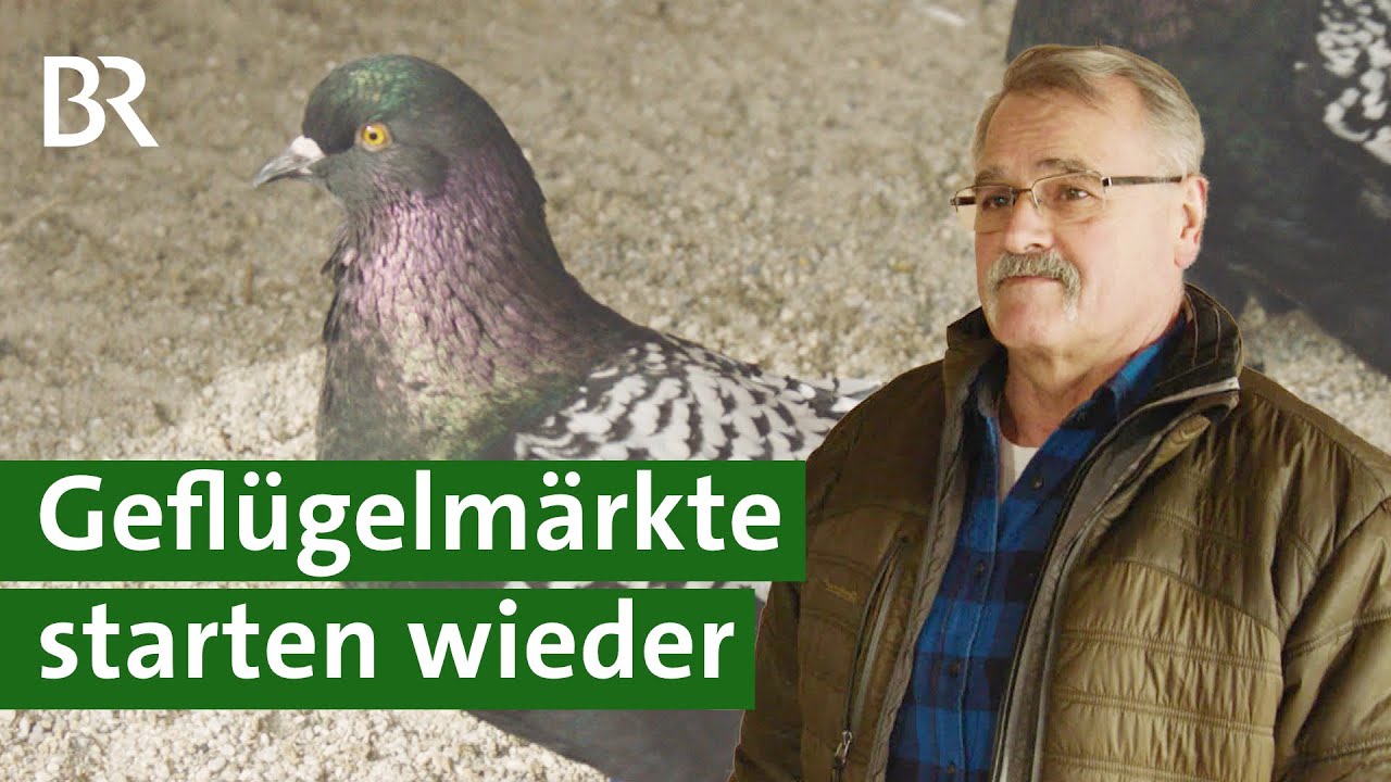 Taubenzucht: Geflügelmärkte und Wettbewerbe starten wieder | Tauben Doku | Unser Land | BR