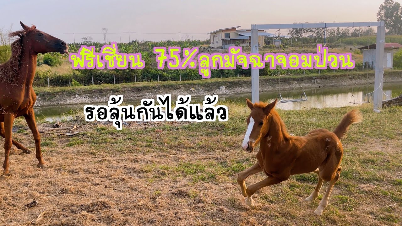 ม้าฟรีเชี่ยน 75% แอพพาลูซ่า ปีหน้าได้เห็นหน้าลูกมัจฉาจอมป่วน Maesot Horse ep.237