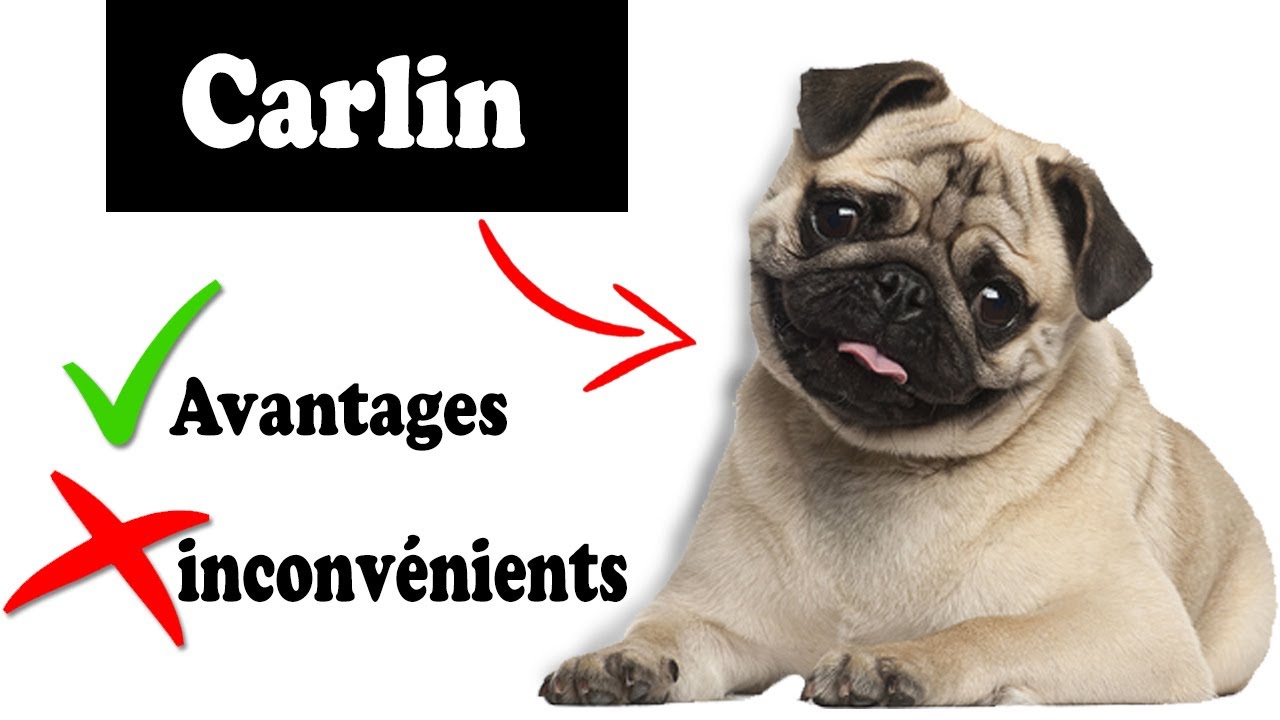 Carlin Avantages et Inconvénients | Le Carlin Le mal Et Le Bien De La Race