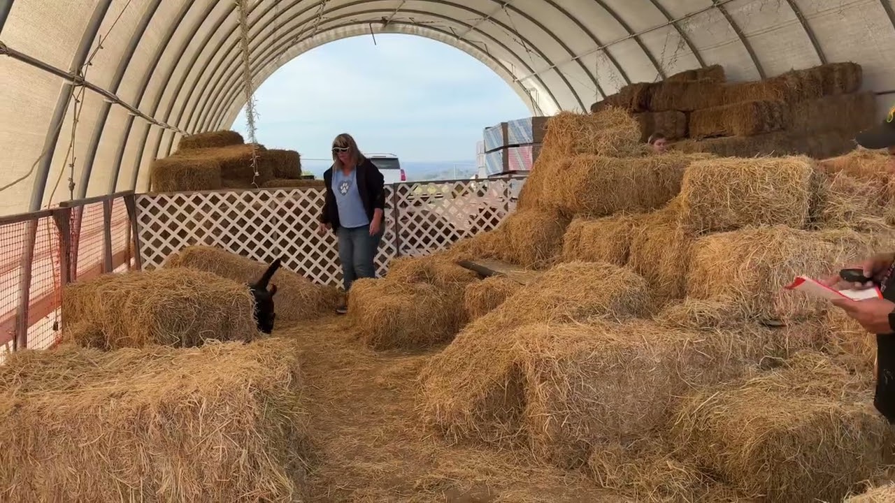 Finney - Master Barn Hunt, judge Dan Mata 2/1/26