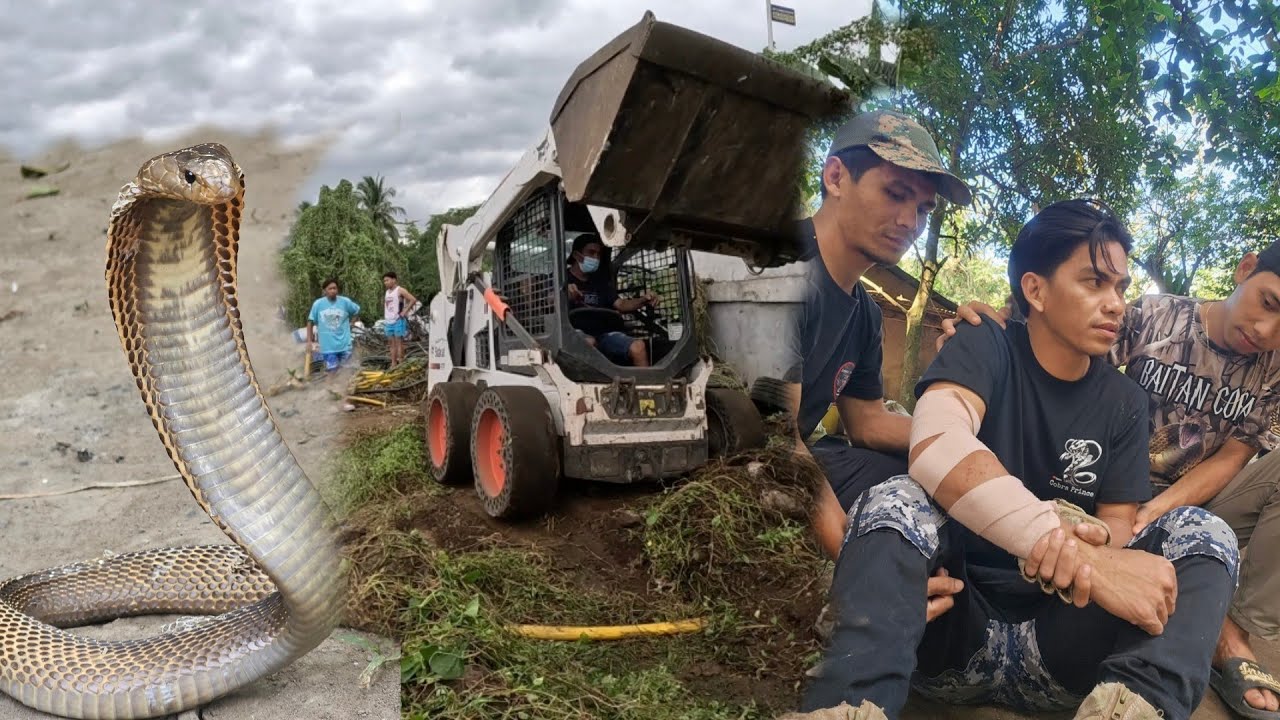 COBRA PRINCE BIGLAANG  NATUKLAW