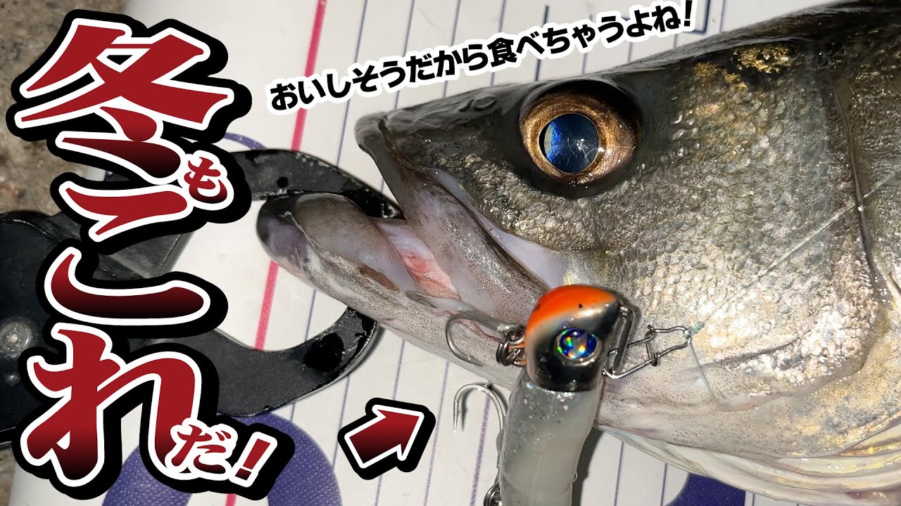 【シーバス】冬もこれだ！ ジョルティのボトムデッドアゲインスト！