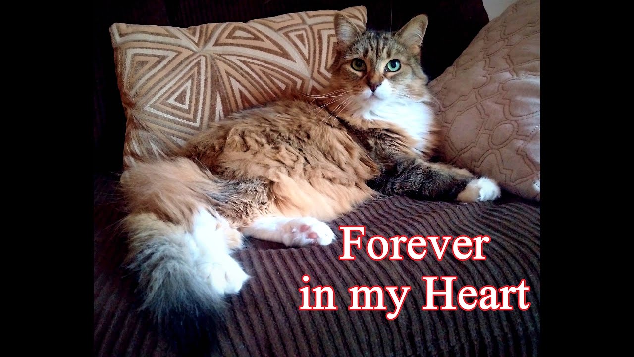 FOREVER IN MY HEART