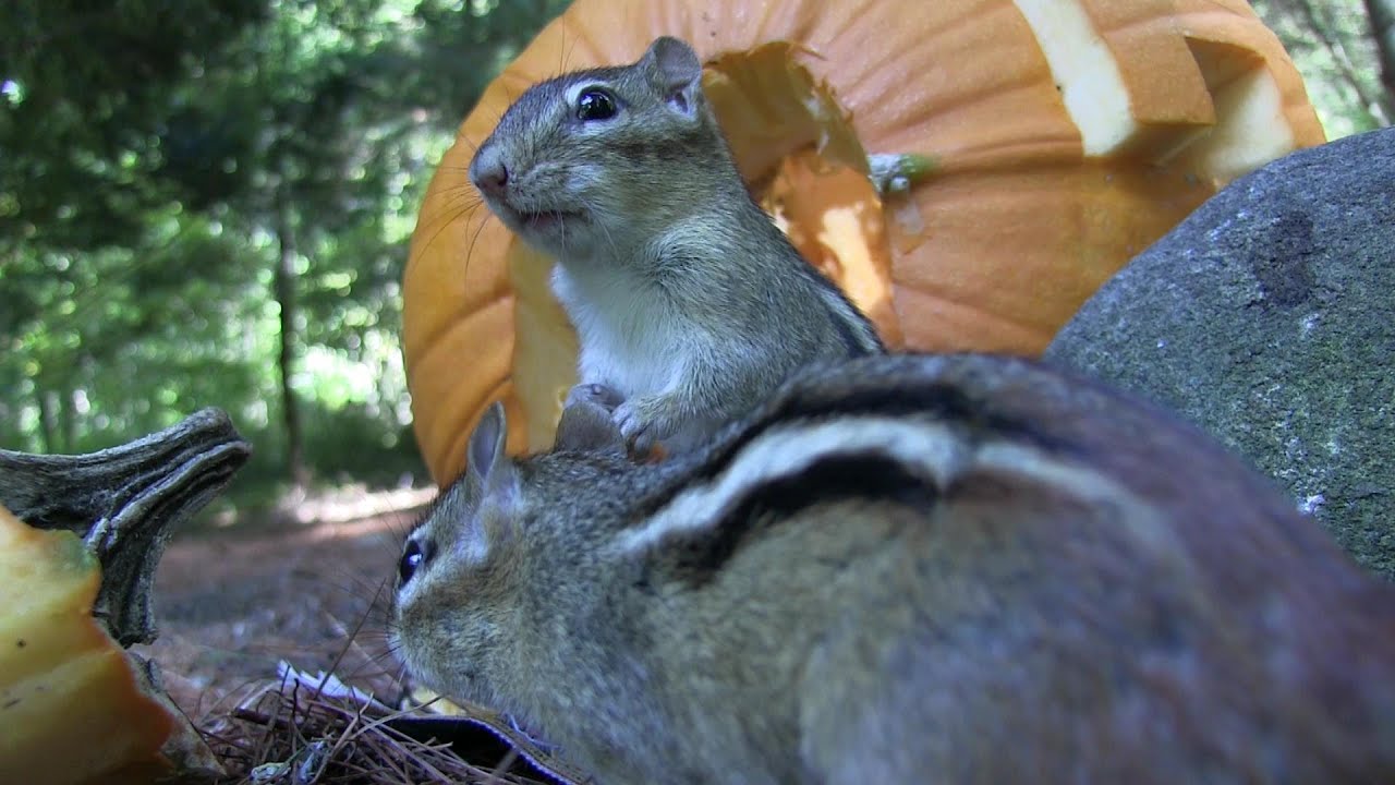 Pumpkin Feeder #1 (2014) Chipmunks and squirrels