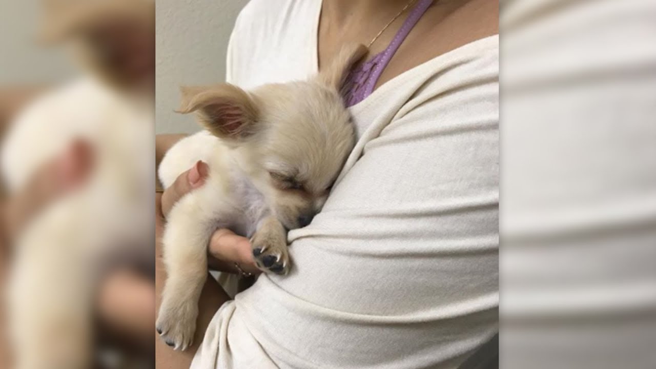 Unm&ouml;glich! Der Welpe wird auf dem Flughafenklo ausgesetzt!