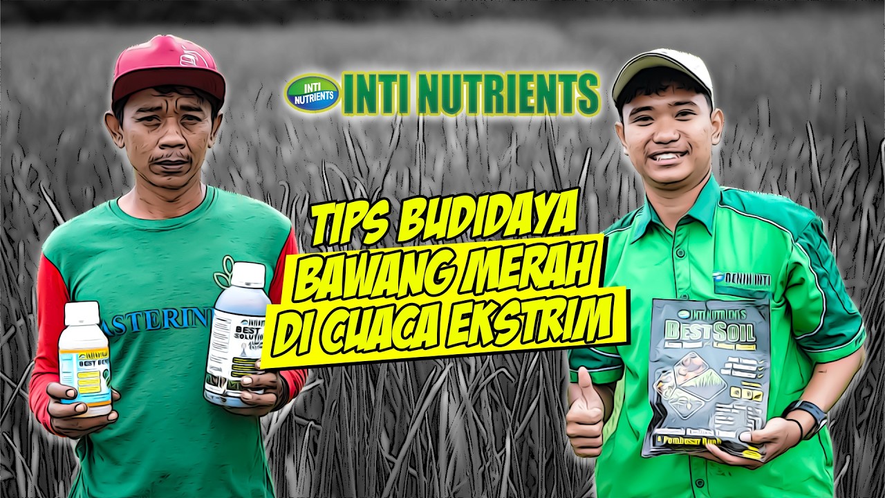 STRATEGI BUDIDAYA BAWANG MERAH AGAR CUAN MAKSIMAL!!