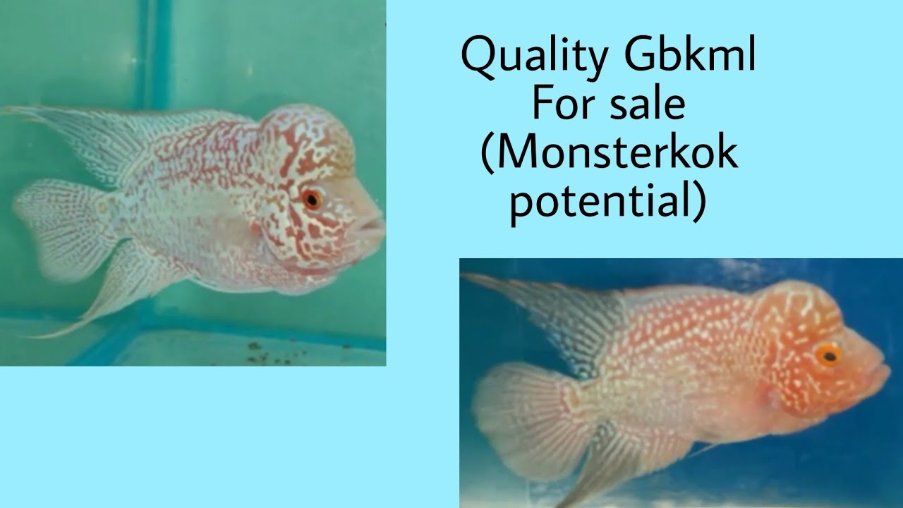 Gbkml monsterkok potential For sale | #flowerhorn #sale