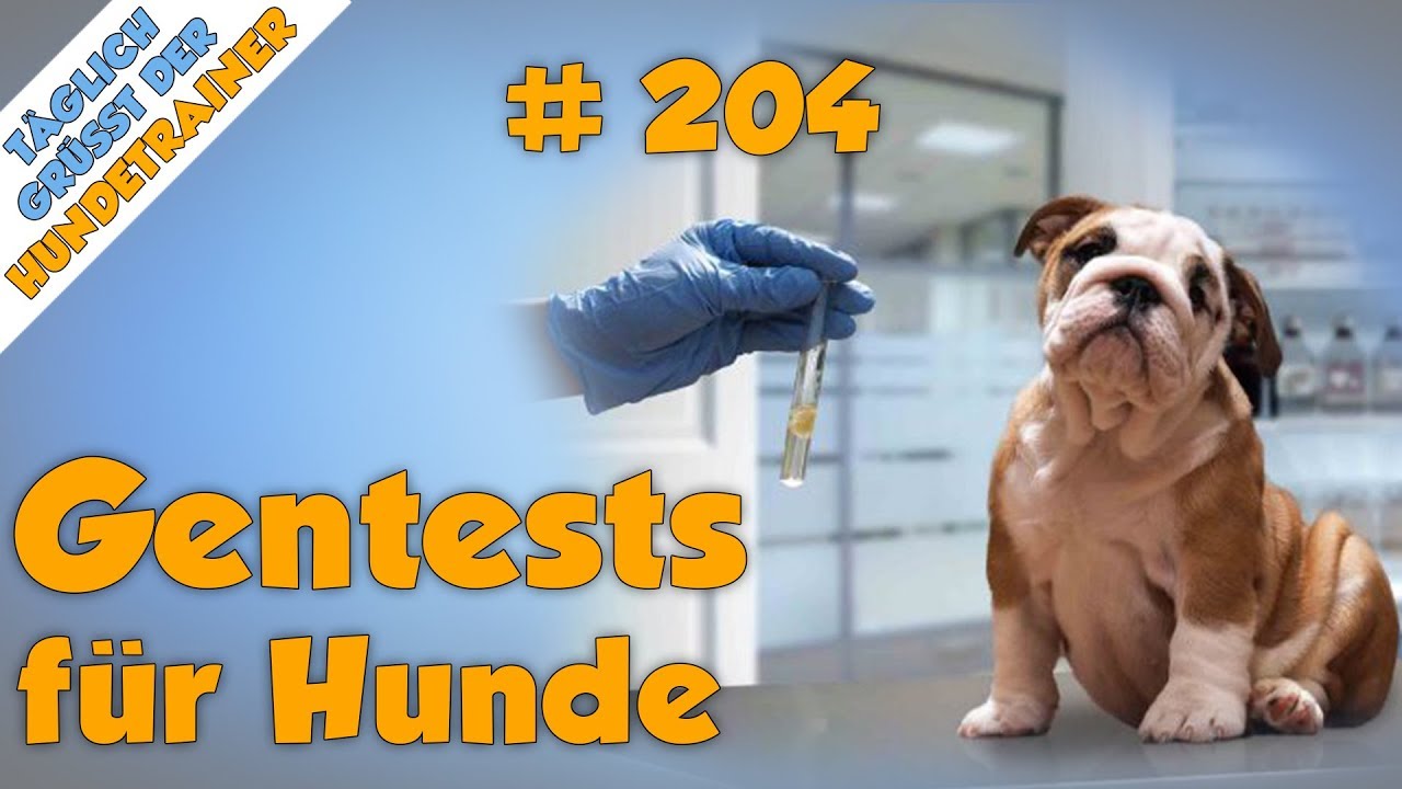 Sind Gentests f&uuml;r Hunde wirklich Sinnvoll? (Was bringen euch Einblicke in die Hunde-DNA?) -  TGH 204