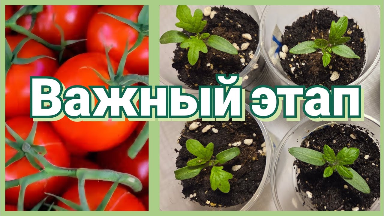 Рассада томатов. Первые настоящие листья. Что делать