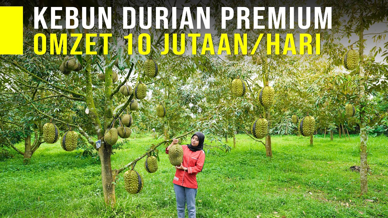 TANAM DURIAN PREMIUM UNTUNG PULUHAN JUTA PER HARI