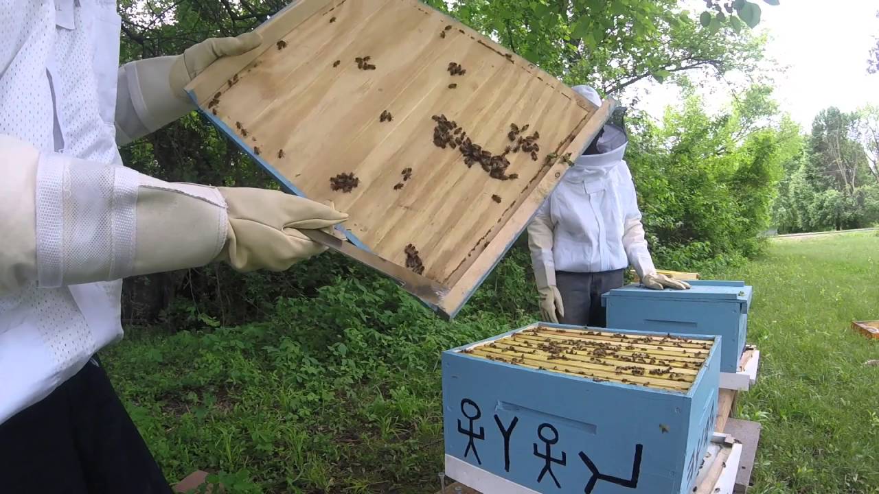 Adding Super to hives
