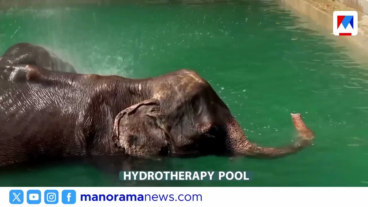 വന്യജീവികളുടെ രക്ഷാപ്രവർത്തനത്തില്‍ വലിയ നേട്ടങ്ങൾ കൈവരിച്ച്  വന്‍താര ഫൗണ്ടേഷൻ | Vantara | Wildlife
