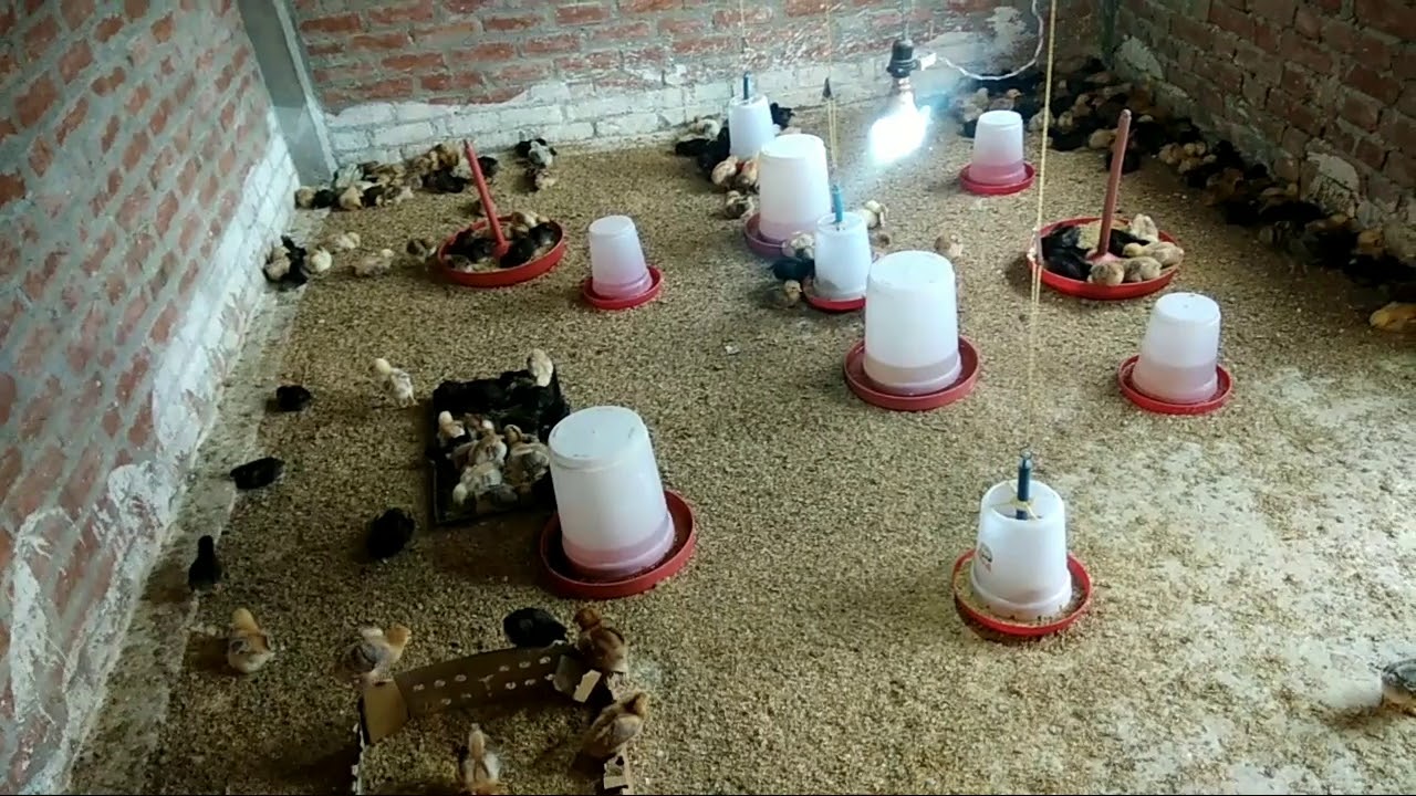 Farm par desi chicks ka 9th day. Aao karke seekhe series ...