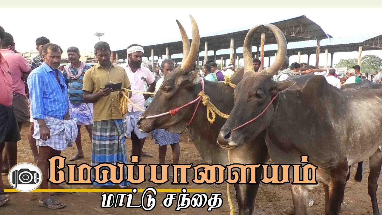 9.3.2026 | Melapalayam mattu santhai | மேலப்பாளையம் மாட்டு சந்தை