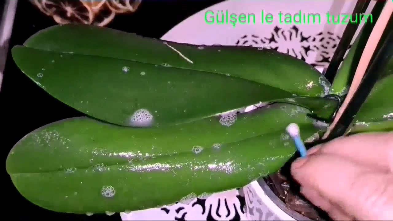 Çiçek Coşturan Vitamin❗ Ve Doğal Mantar İlacı Yapımı Çiçekleriniz 🌹🌹🍀🥀🌻🌼🌸🌾🥀🥀🥀🥀🌷🌷🌷🌻🌻🌻🌻 Bayram Etsin ❗