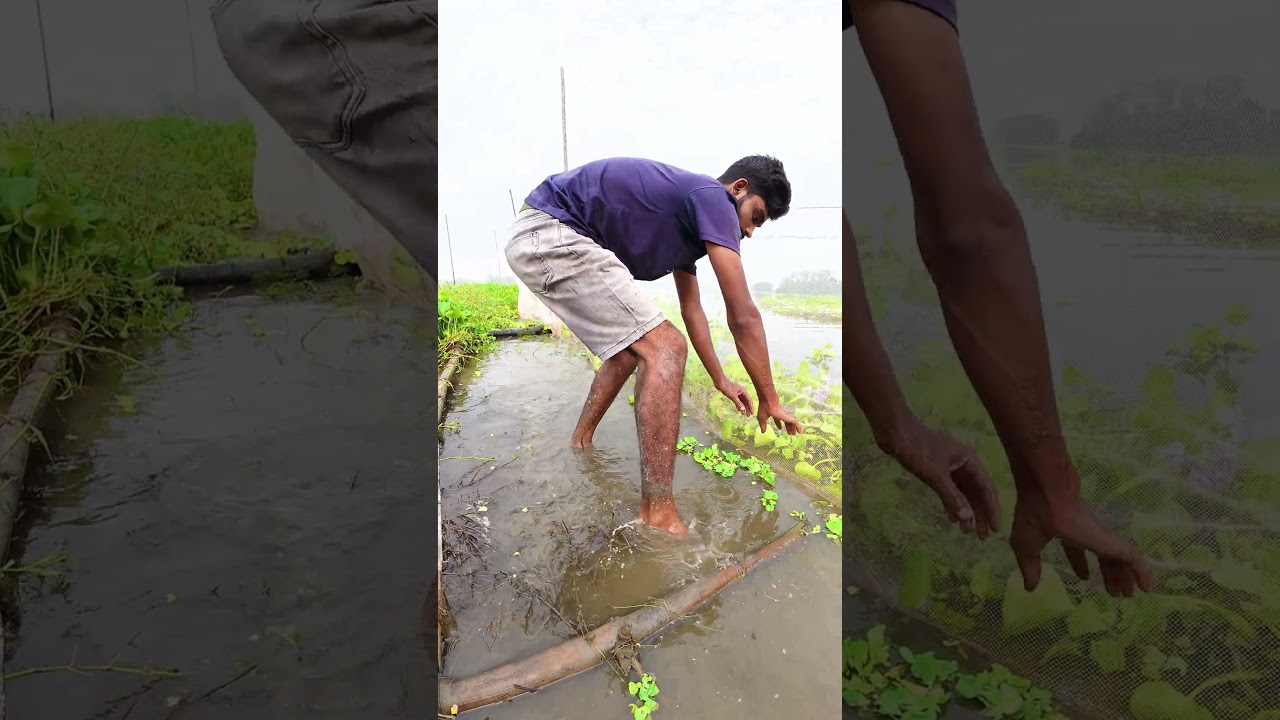 Incredible Primitive Fishing | Barehand Mud Fish Catch #fishing #fish #handfish