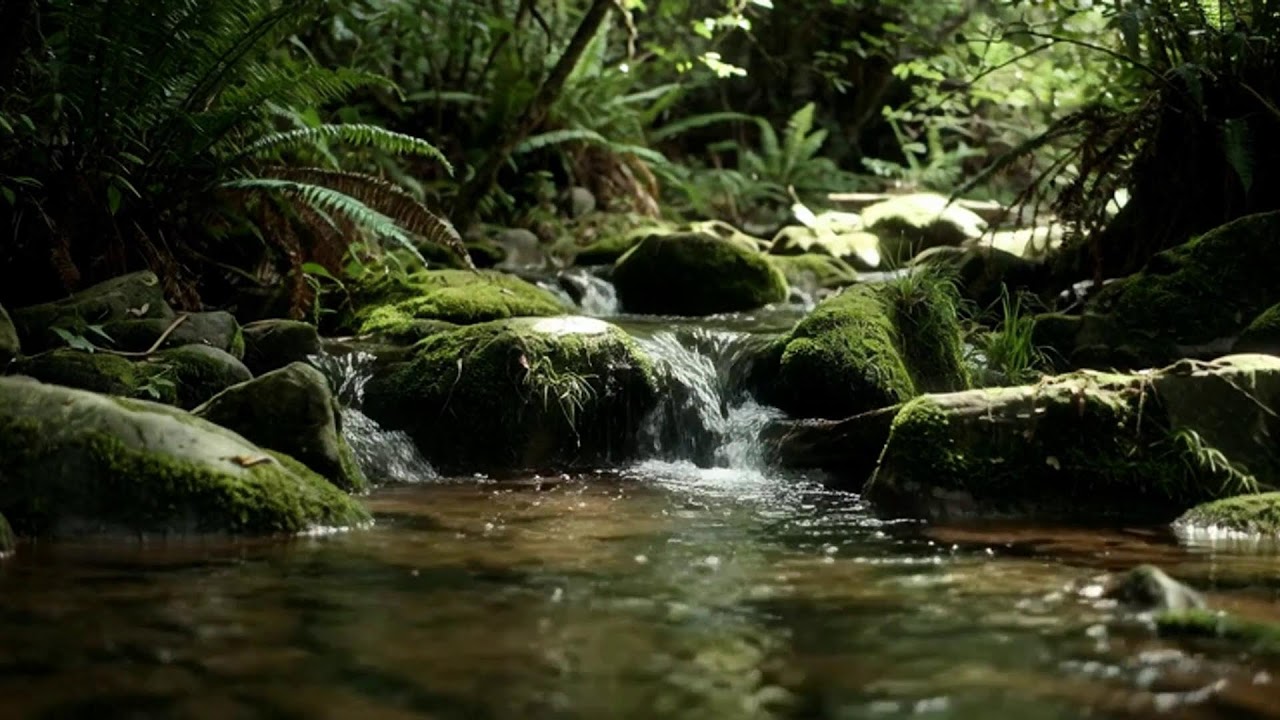 LIVE: Tranquil Forest Stream | Relax & Sleep | White Noise Room 4K