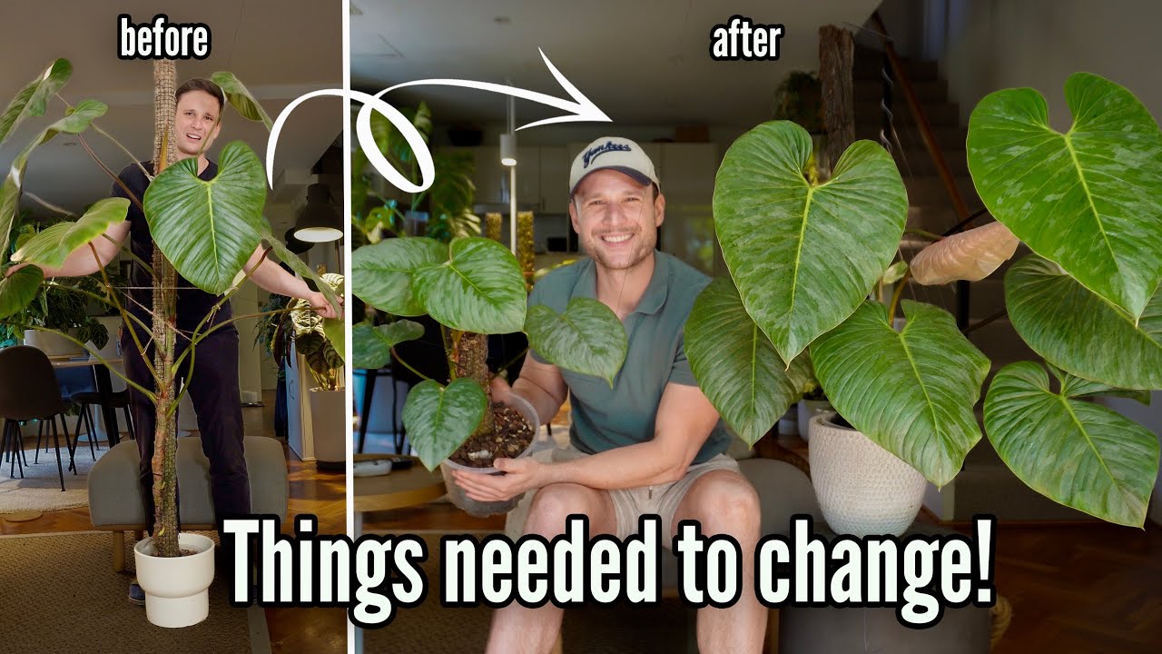 My Philodendron sodiroi grew TOO BIG (& ugly…)