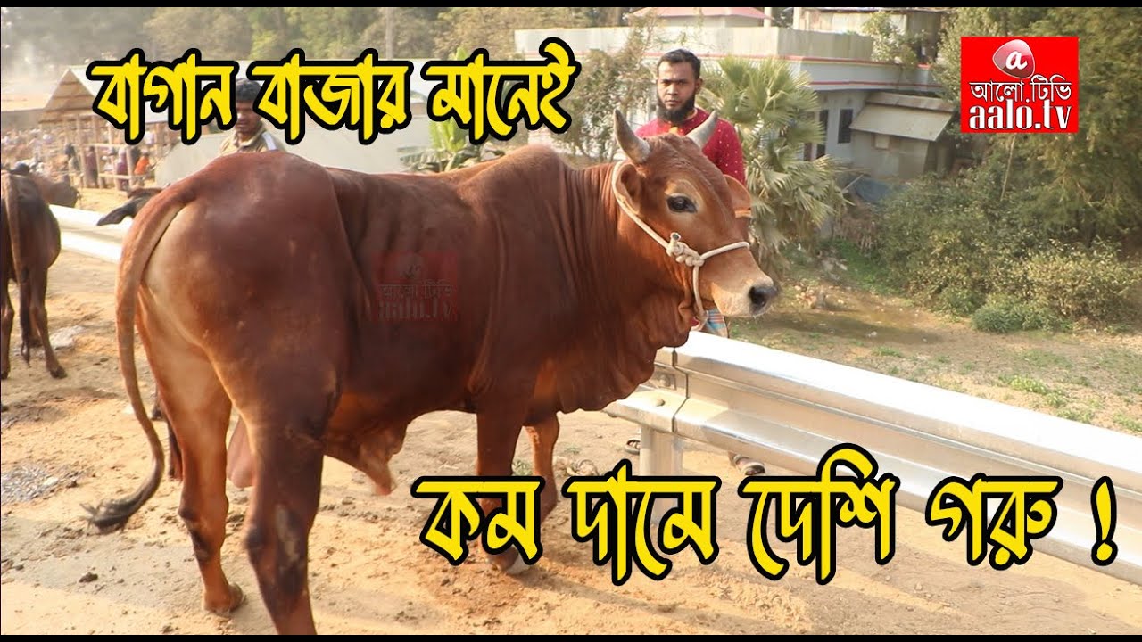 বিশাল বিশাল দেশি গরুর জমজমাট হাট বাগান বাজার | #Bagan_Bazar Poshur Hat | Gorur Hat || @aalotv1.0