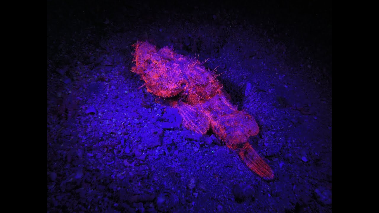 Biofluorescent Night Dive - Dahab/Red Sea (Egypt), Masbat Bay/Mashraba, 