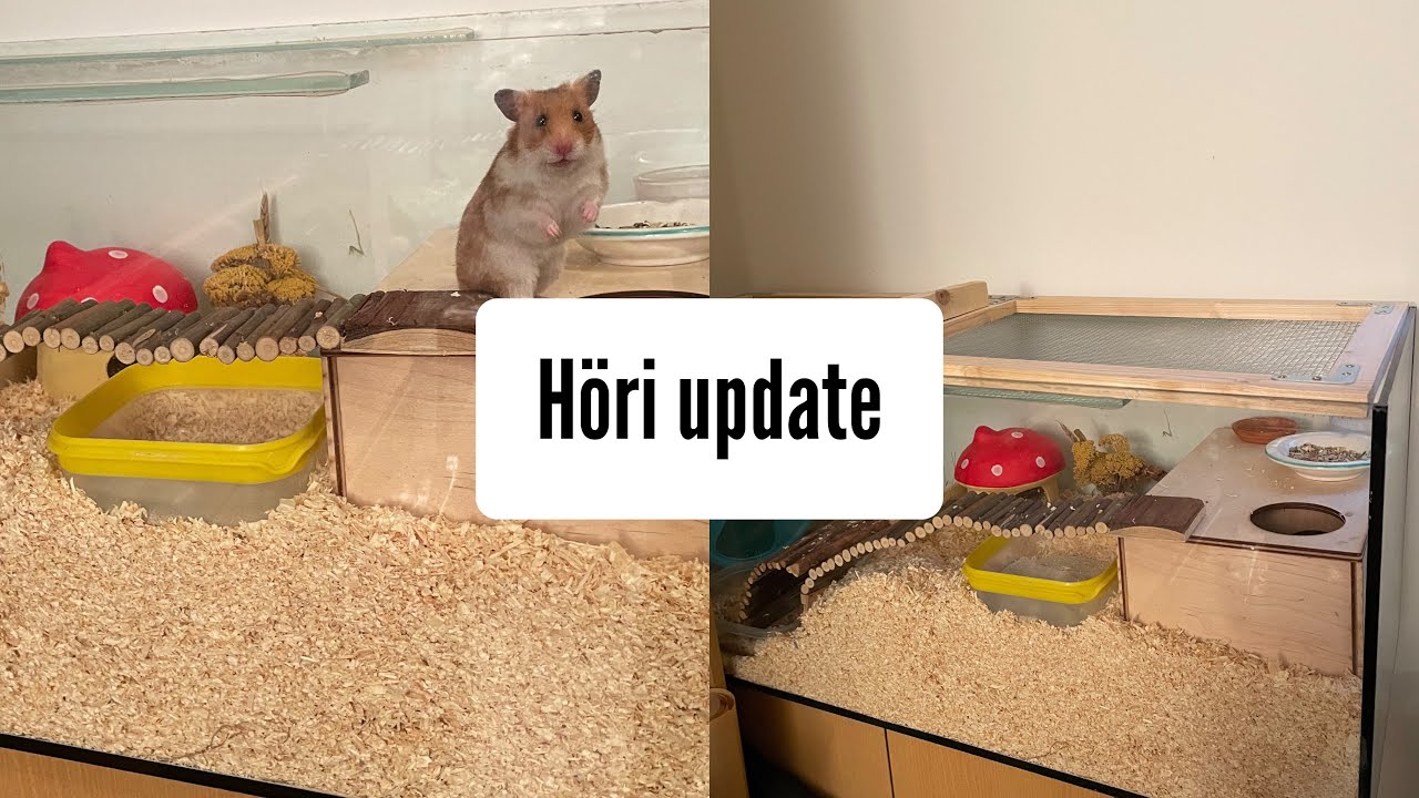 Hörcsög takarítás+update, mizu a hörikkel mostanság🐹