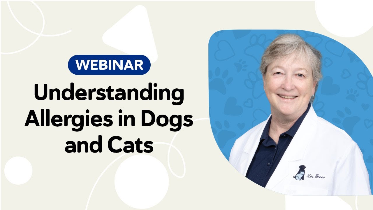 Pet Allergy Basics: Identifying and Managing Allergies in Dogs and Cats