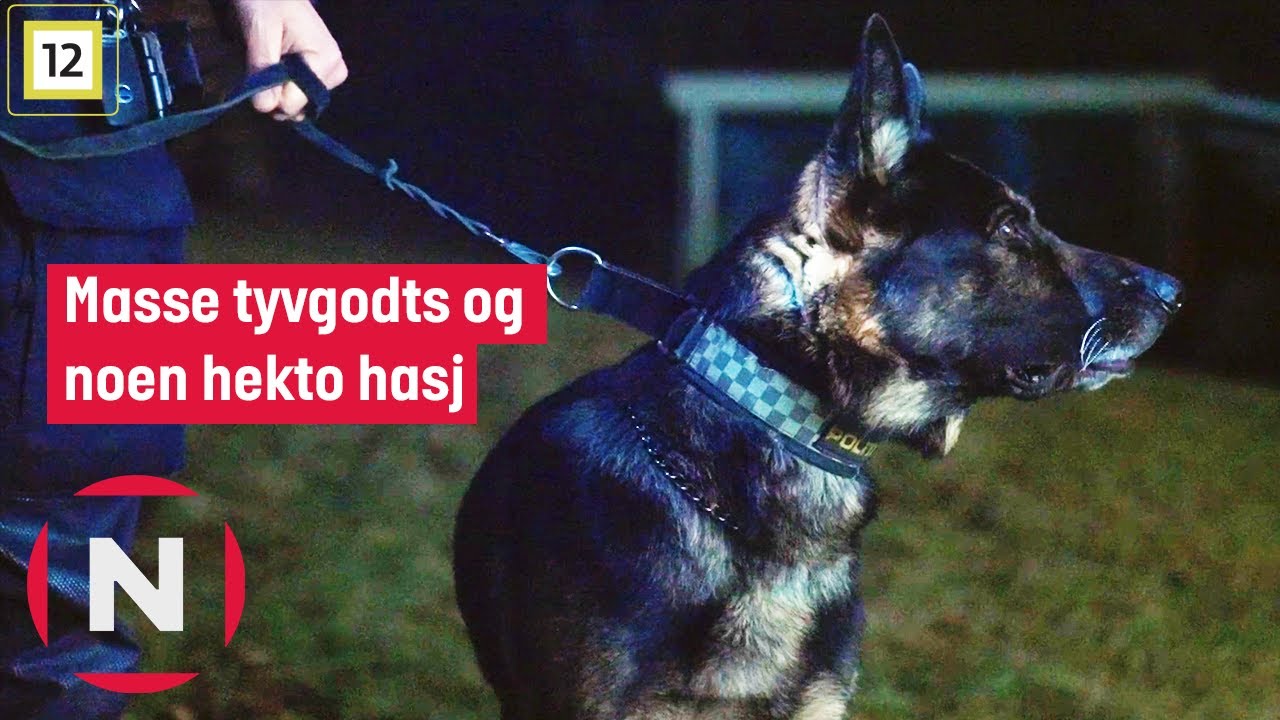 Politihunden Chanel hjelper til under en ransaking i et bolighus | Politihundene | TVNorge