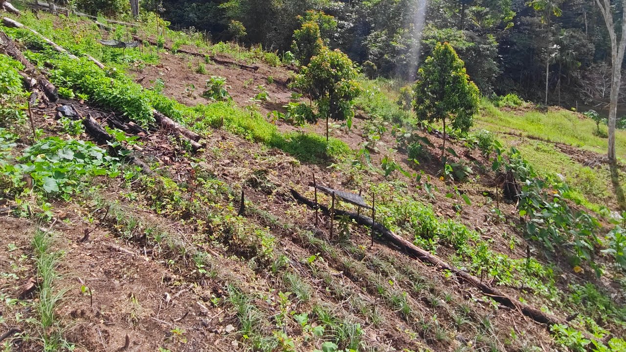 MELAWAT KEBUN ORANG TUA, AUTO BIKIN SEMANGAT BERTANI 🌱 #shortvlog